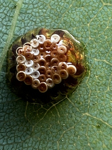 Pale Green Assassin Bug photo 3