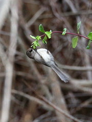 Psaltriparus minimus minimus