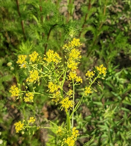Rorippa globosa, photograph 3