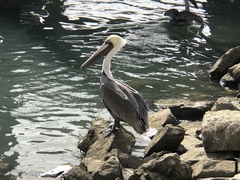 Pelecanus occidentalis