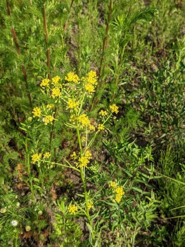 Rorippa globosa, photograph 5