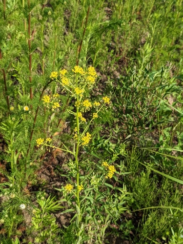 Rorippa globosa, photograph 4