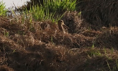 Gallinago hardwickii