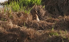 Gallinago hardwickii