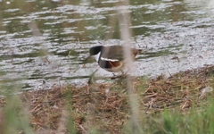 Erythrogonys cinctus