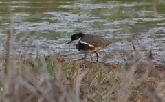 Erythrogonys cinctus