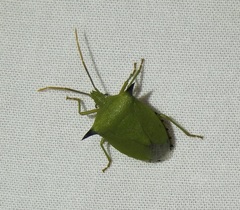 Biprorulus bibax
