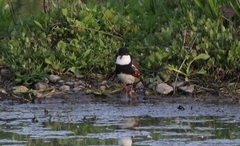 Erythrogonys cinctus