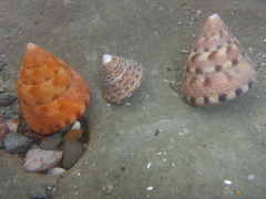 Calliostoma gloriosum