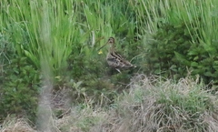 Gallinago hardwickii