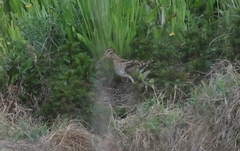 Gallinago hardwickii