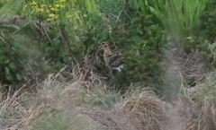 Gallinago hardwickii