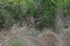 Gallinago hardwickii