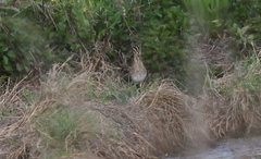 Gallinago hardwickii