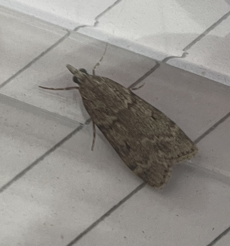 Large Grey
