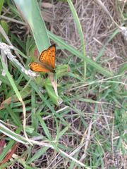 Lycaena edna