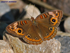 Junonia neildi varia