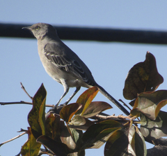 Mimus polyglottos