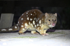 Tiger Quoll photo 1