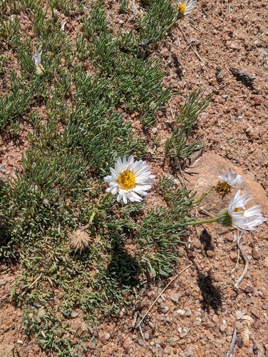 foothill fleabane (Erigeron consimilis)