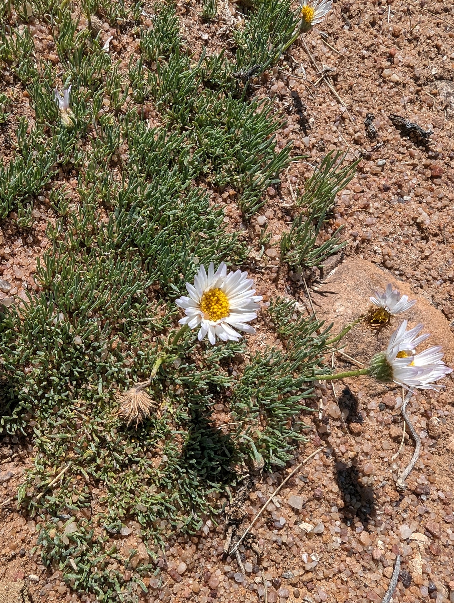 Erigeron consimilis