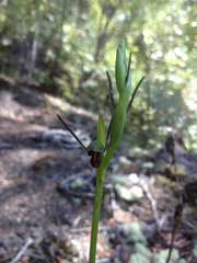 Orthoceras