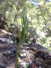 Orthoceras