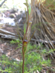 Orthoceras