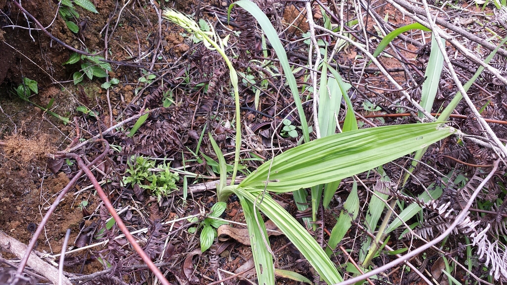 Eulophia plantaginea