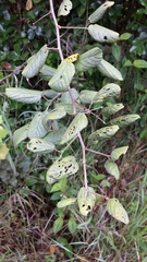 Gouania phillipsonii