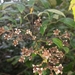 Rubus myrianthus - Photo Ningún derecho reservado, subido por Romer Rabarijaona