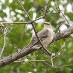 Mimus polyglottos