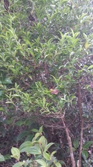 Tricalysia analamazaotrensis