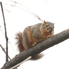 Sciurus niger