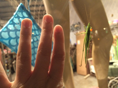 Euconocephalus nasutus