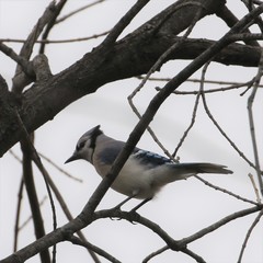 Cyanocitta cristata