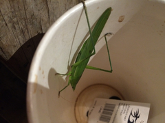 Euconocephalus nasutus