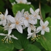 Deutzia - Photo (c) harum.koh, some rights reserved (CC BY-SA)