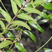Austromyrtus glabra - Photo (c) Scott W. Gavins, some rights reserved (CC BY-NC), uploaded by Scott W. Gavins