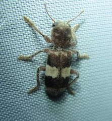 Enoclerus quadrisignatus