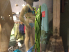 Euconocephalus nasutus