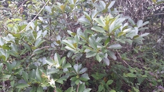 Bremeria erectiloba
