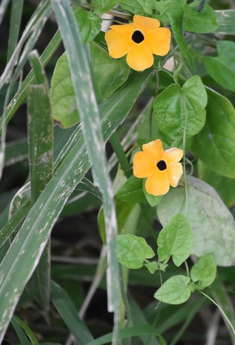 Thunbergia alata image