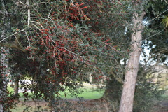 Ilex vomitoria image