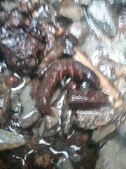 Dysmicohermes disjunctus