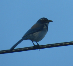 Aphelocoma californica