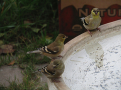 Spinus tristis
