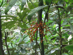 Chamaedorea pinnatifrons