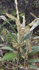 Brachylaena ramiflora