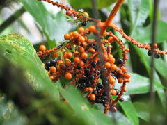 Chamaedorea pinnatifrons